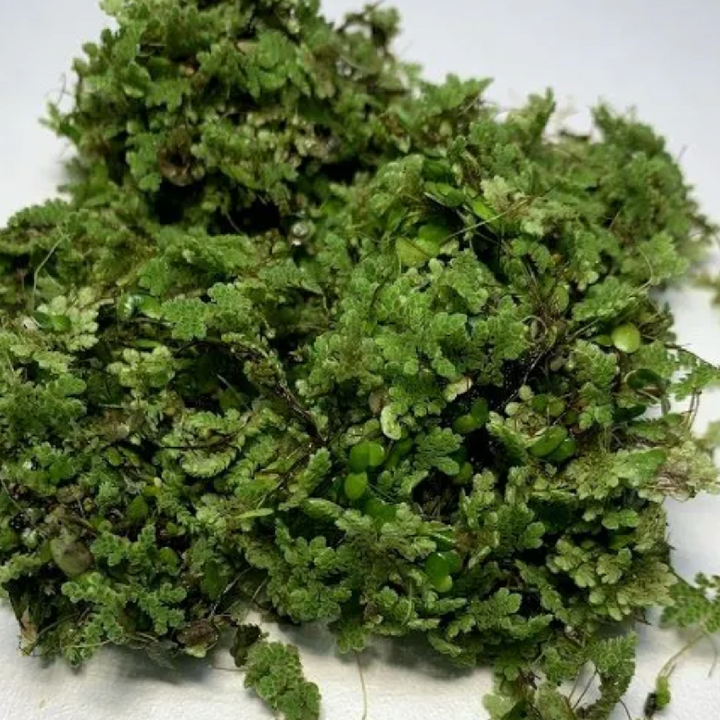 Azolla (Azolla Caroliniana)
