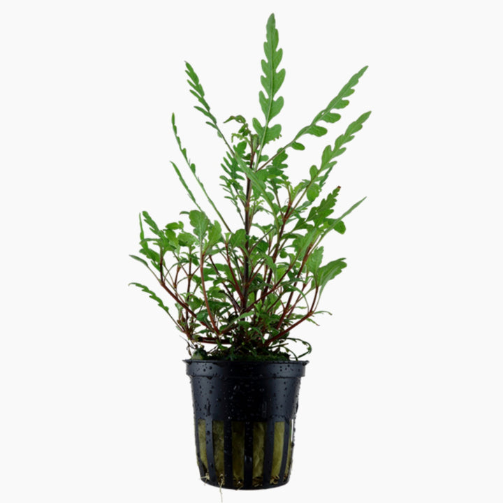 Hygrophila Pinnatifida