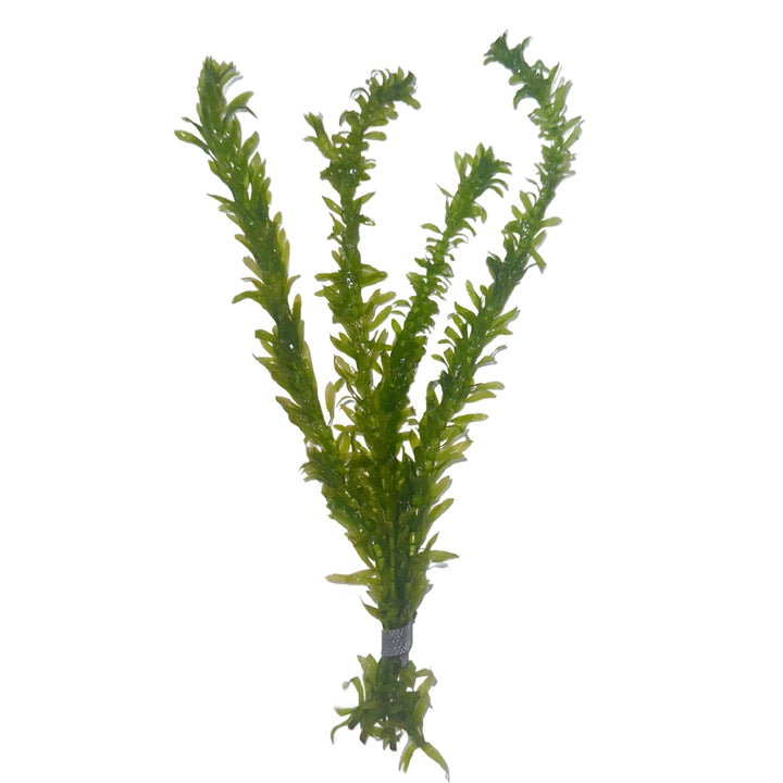 Anacharis (Elodea densa)