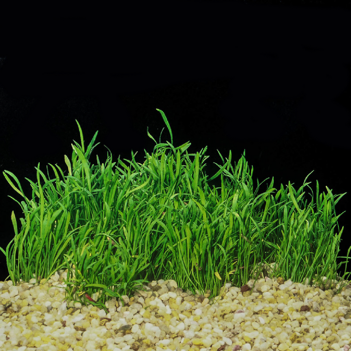 Micro Sword (Lilaeopsis Brasiliensis)
