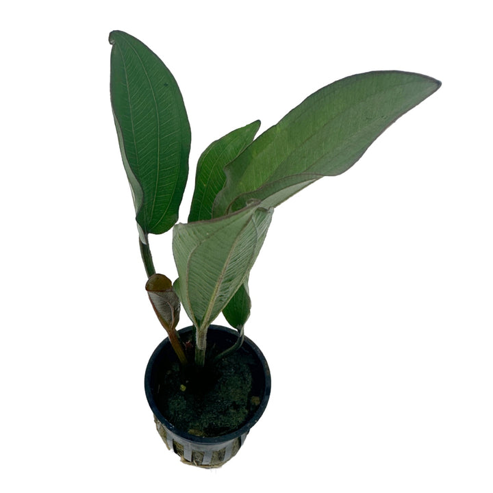 Echinodorus 'Reni'