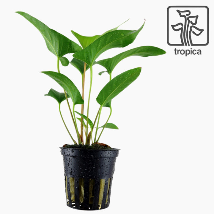 Anubias Gracilis