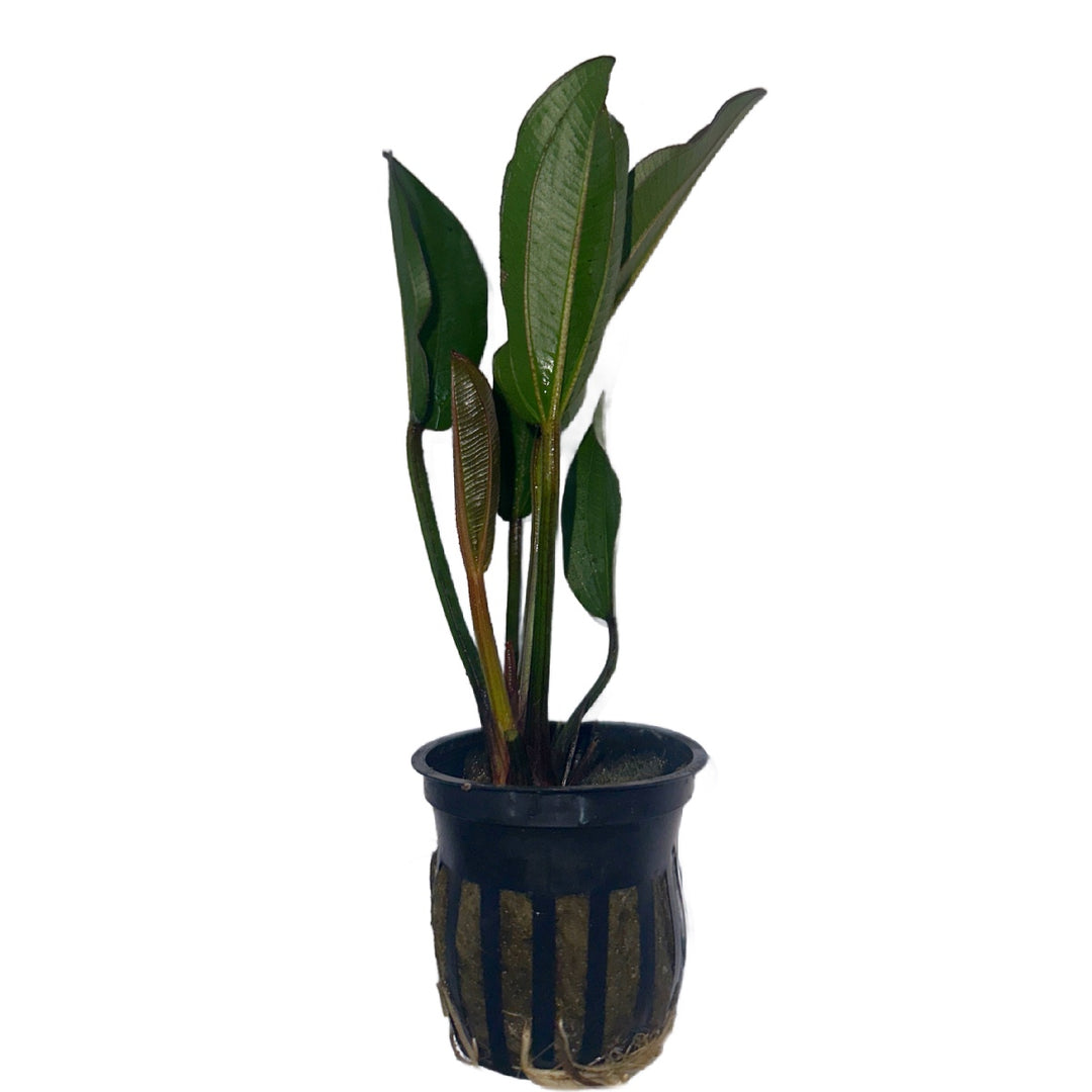 Echinodorus 'Reni'