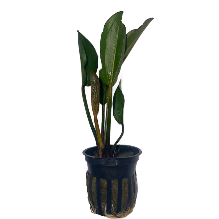 Echinodorus 'Reni'