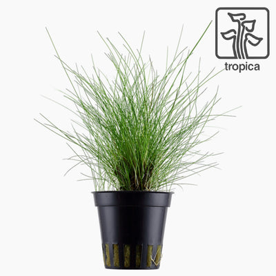 Dwarf Hair grass (Eleocharis Pervula)
