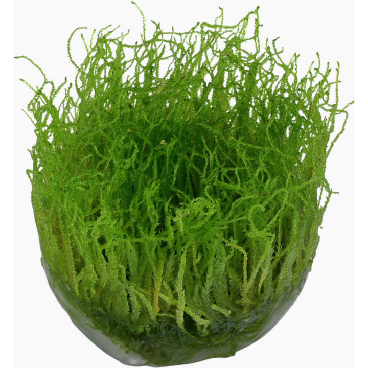 Java Moss (Taxiphyllum barbieri)