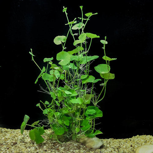 Pennywort (Hydrocotyle leucocep)