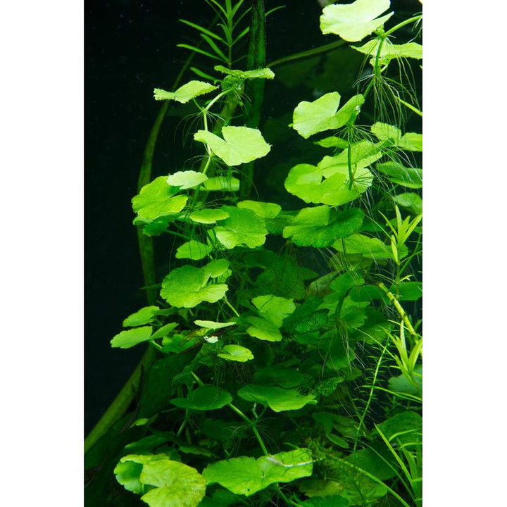 Pennywort (Hydrocotyle leucocep)