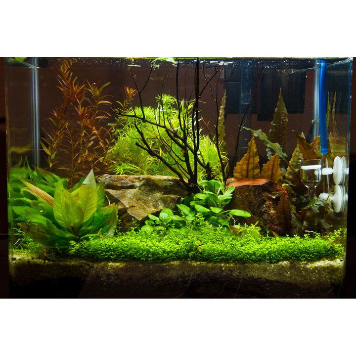 Hygrophila corymbosa 'Compact'