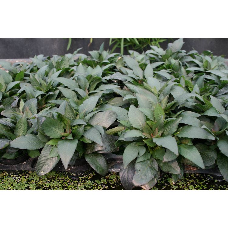 Hygrophila corymbosa 'Compact'