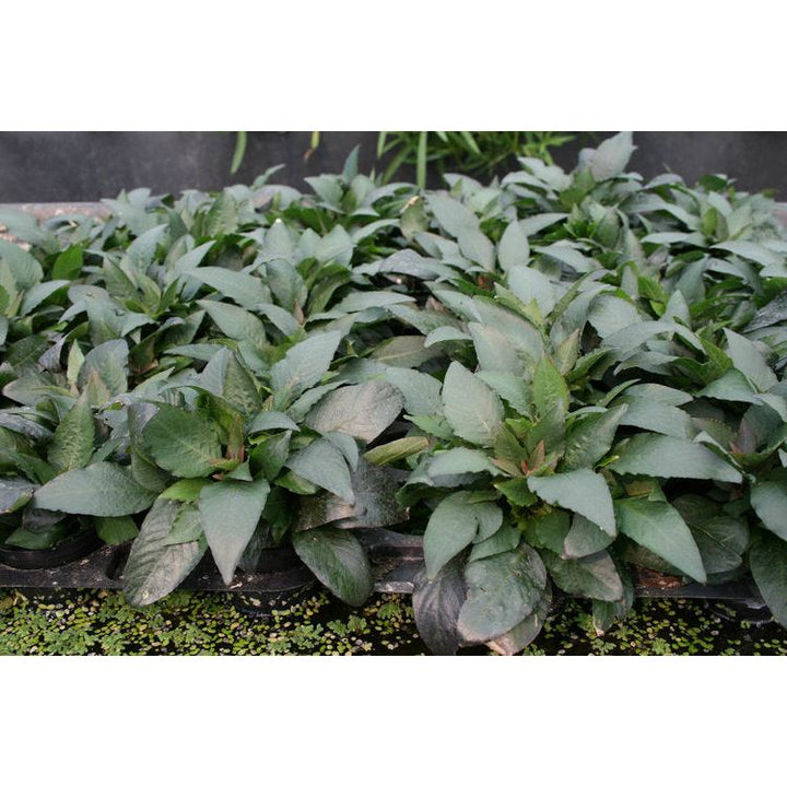 Hygrophila corymbosa 'Compact'