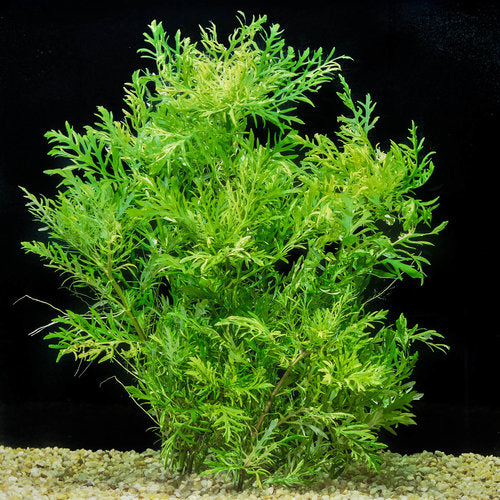 Water Wisteria (Hygrophila difformis)