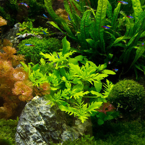 Water Wisteria (Hygrophila difformis)