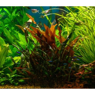 Cryptocoryne Wendtii RED 'Mi Oya'