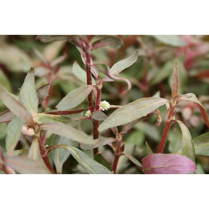 Scarlet Temple  (Alternanthera reineckii)