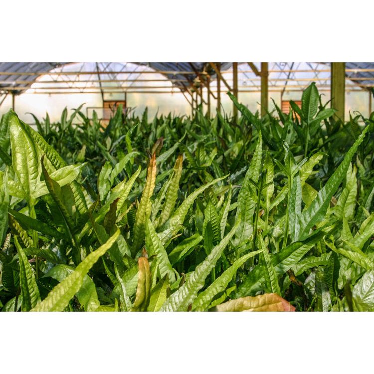 Java Fern (Microsorum Pteropus)