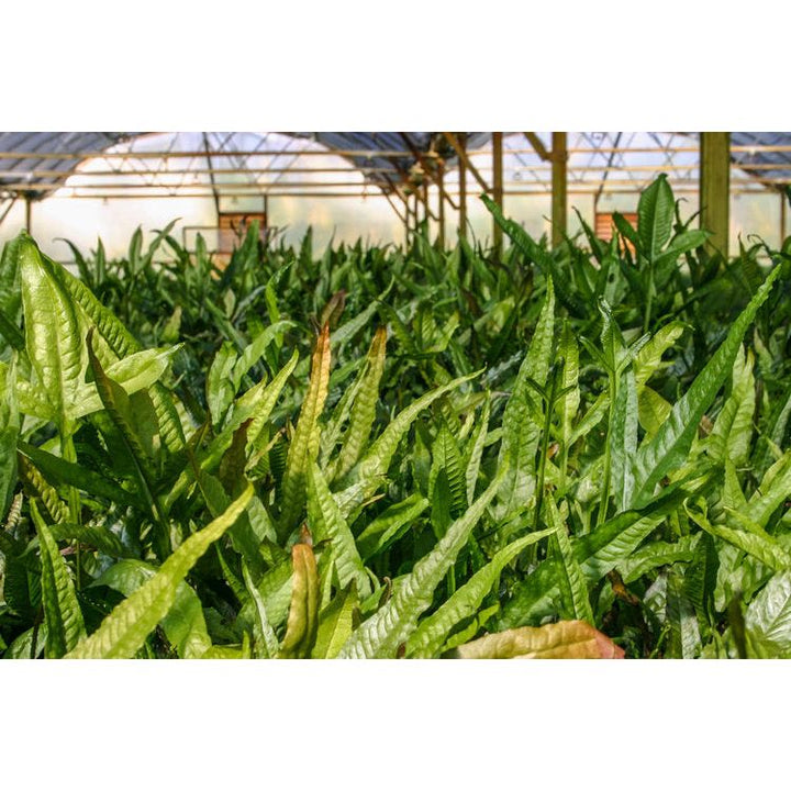 Java Fern (Microsorum Pteropus)