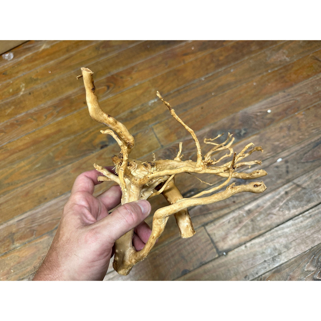 Spider Wood