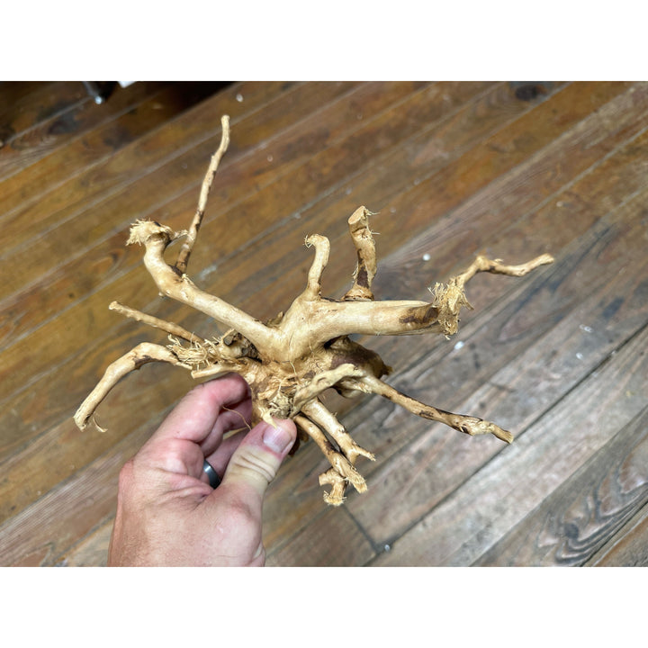 Spider Wood