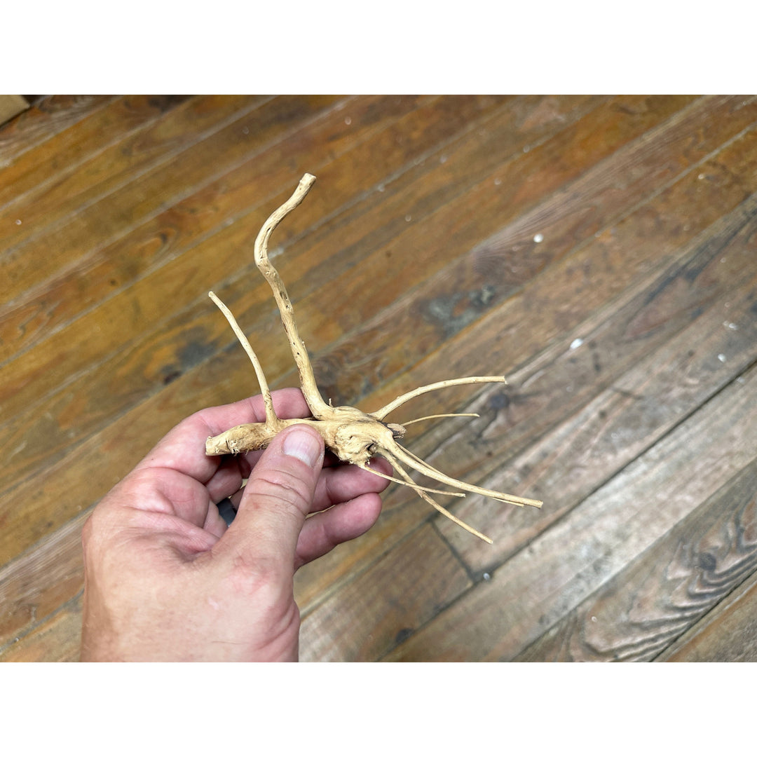 Spider Wood