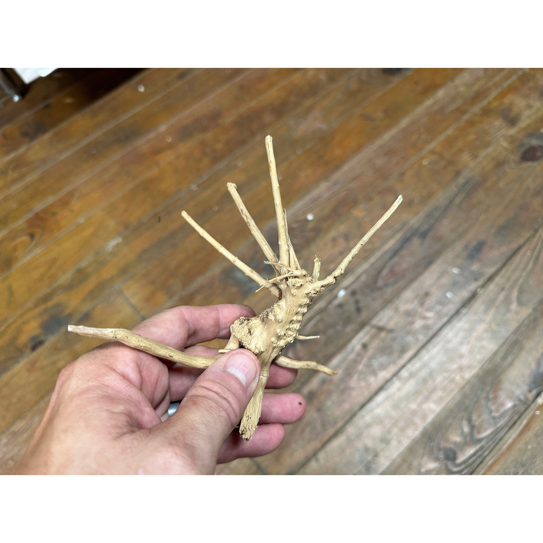 Spider Wood