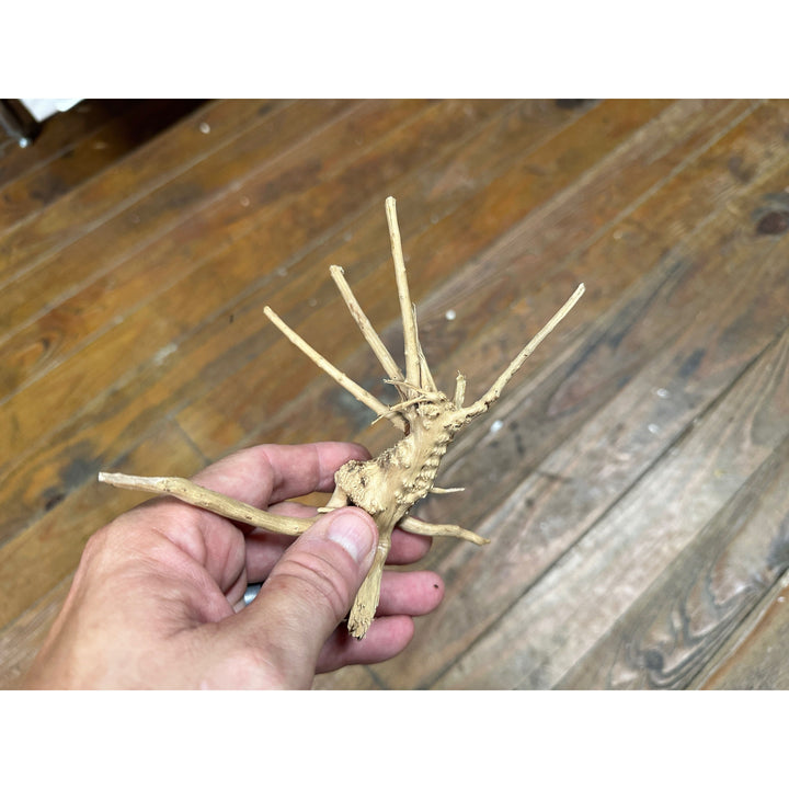 Spider Wood