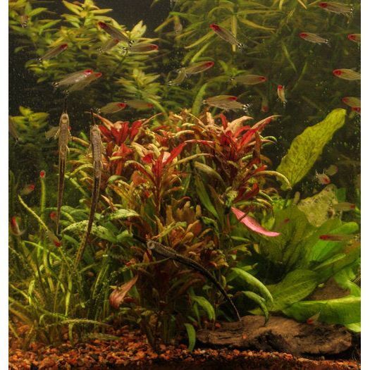 Scarlet Temple  (Alternanthera reineckii)