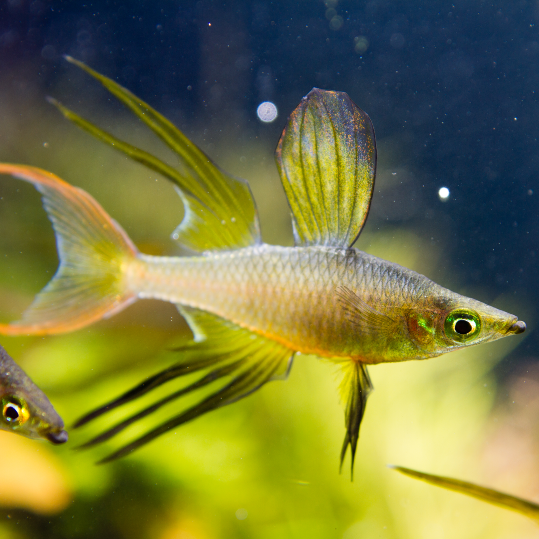 Threadfin Rainbowfish (Iriatherina werneri) – KGTropicals