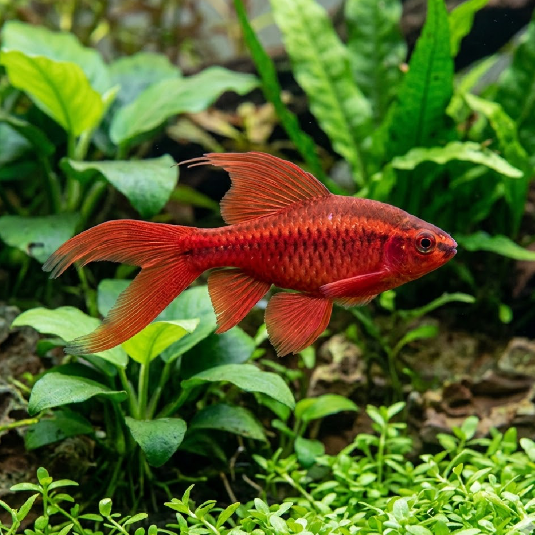 Long Fin Cherry Barb (Puntius titteya) – KGTropicals
