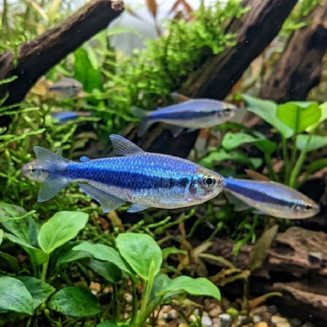 Live Fish
