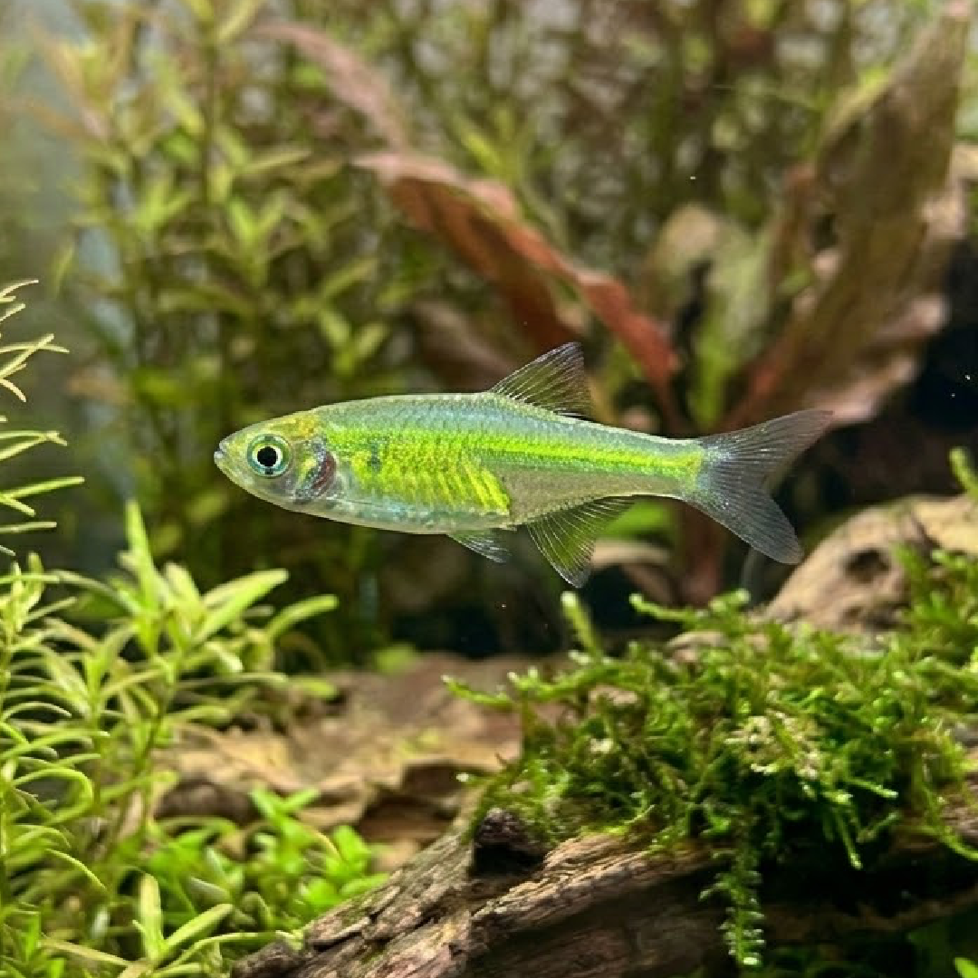 Live Fish
