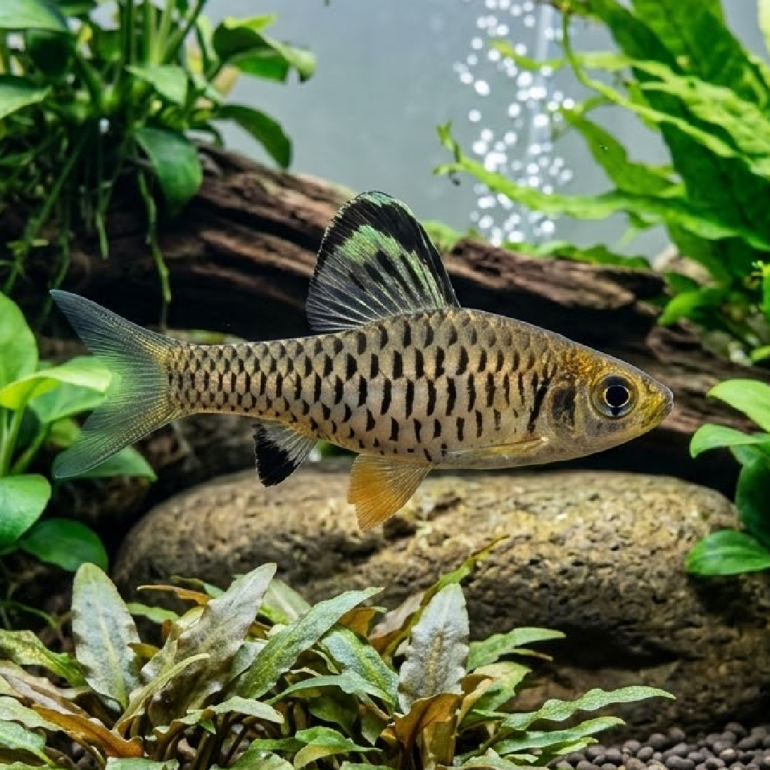 Indian Hifin Barb (Oreichthys crenuchoides) (unsexed)