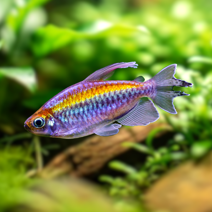 Congo Tetra (Phenacogrammus interruptus)