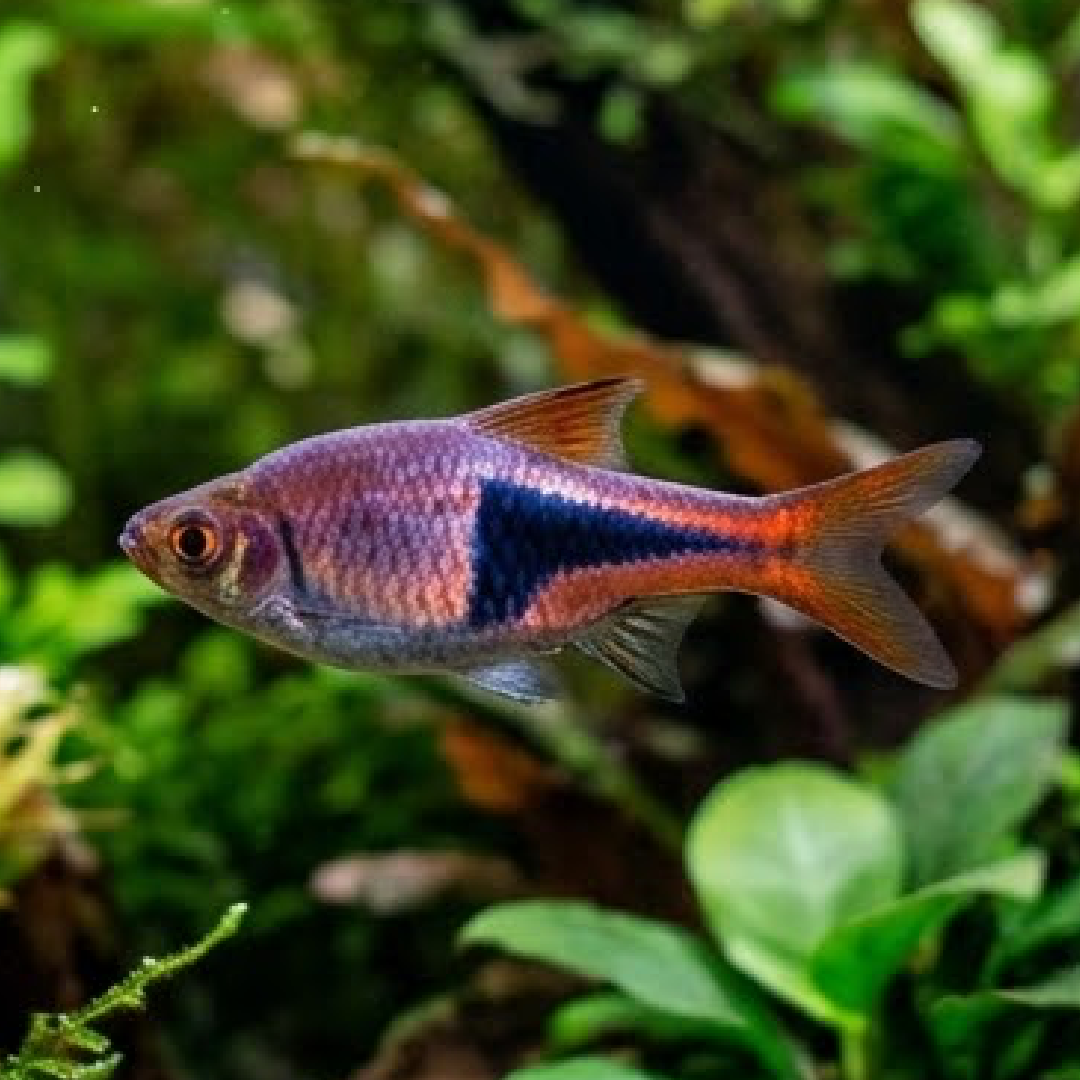 Purple Harlequin Rasbora (unsexed)