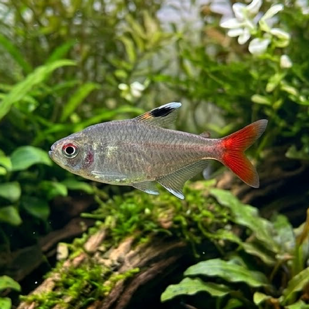 Calypso Tetra (Hyphessobrycon axelrodi) (Unsexed)