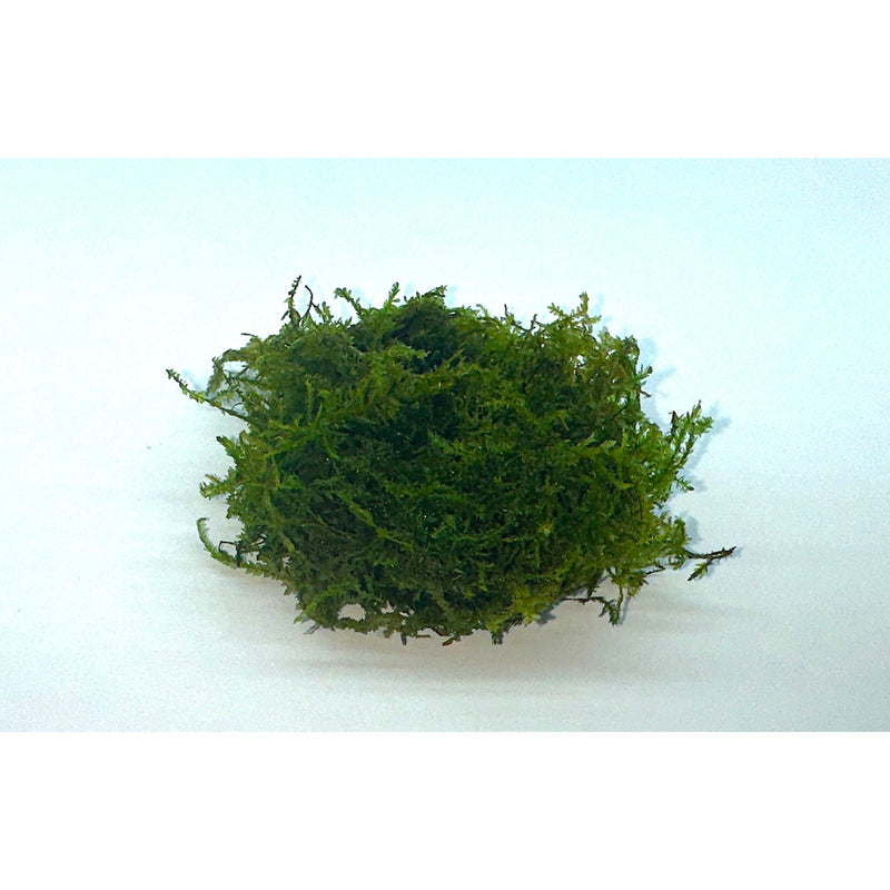 Java Moss (Taxiphyllum barbieri)