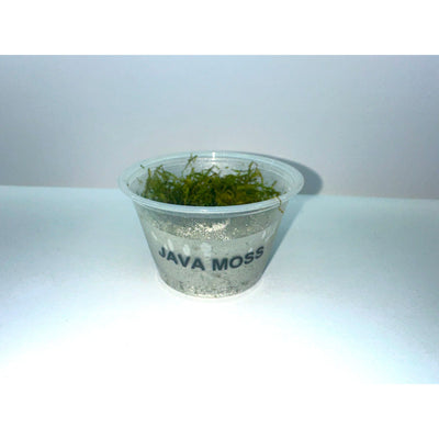 Java Moss (Taxiphyllum barbieri)