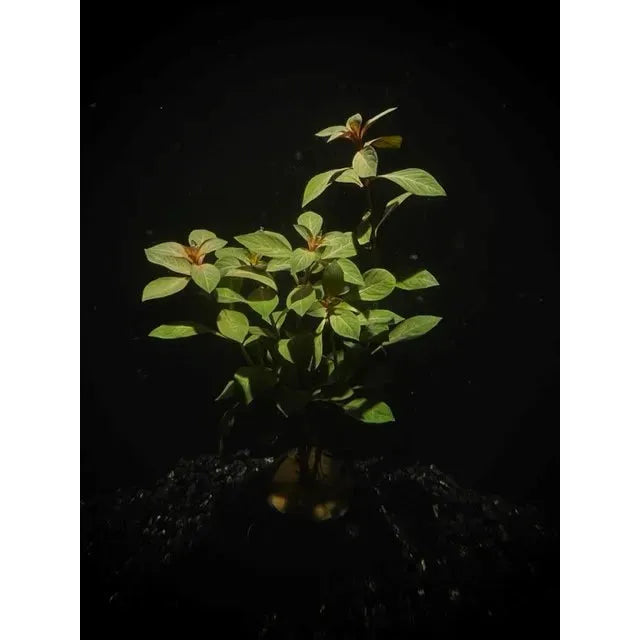 Dark Red Ludwigia