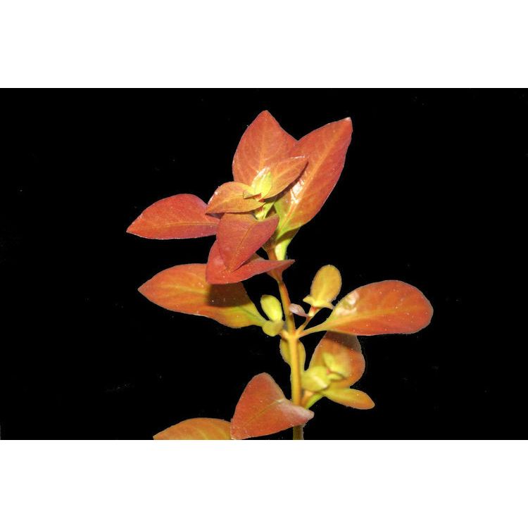 Ludwigia Repens