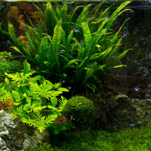 Java Fern (Microsorum Pteropus)