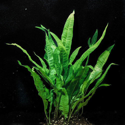 Java Fern (Microsorum Pteropus)