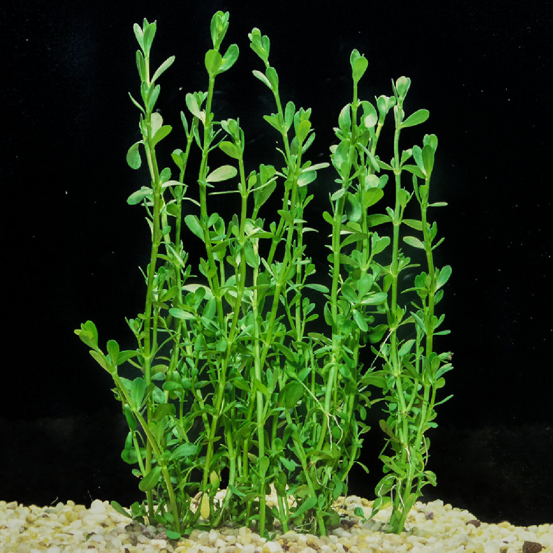 Bacopa Monnieri 'Moneywort'
