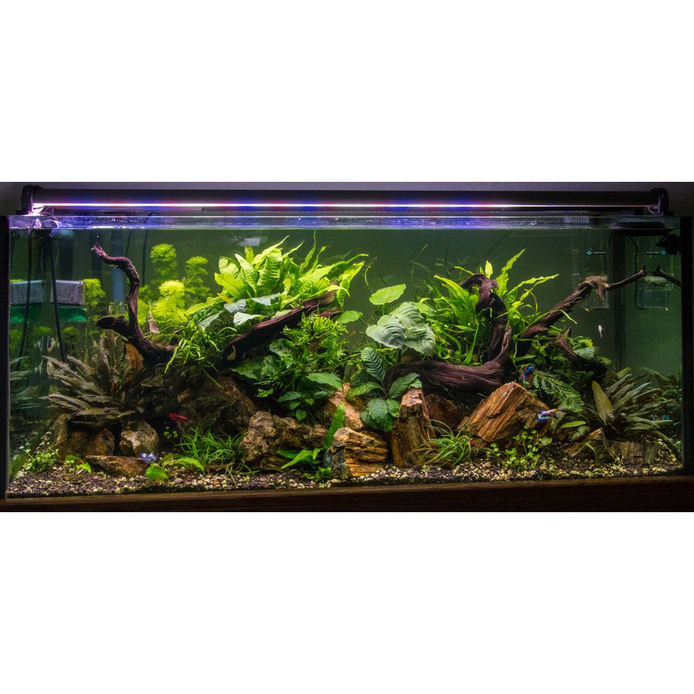 Java Fern (Microsorum Pteropus)