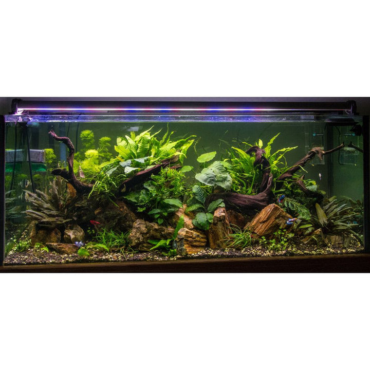 Java Fern (Microsorum Pteropus)