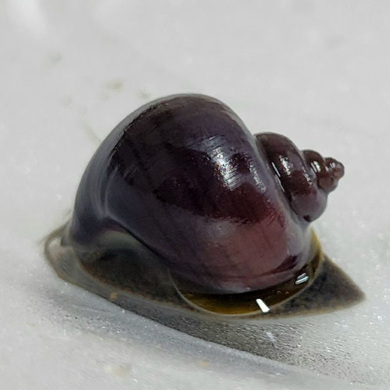 Purple Mystery Snail