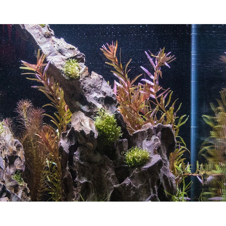 Rotala Rotundifolia