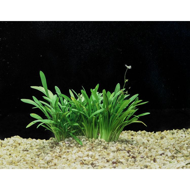 Dwarf Sag (Sagittaria Subulata)