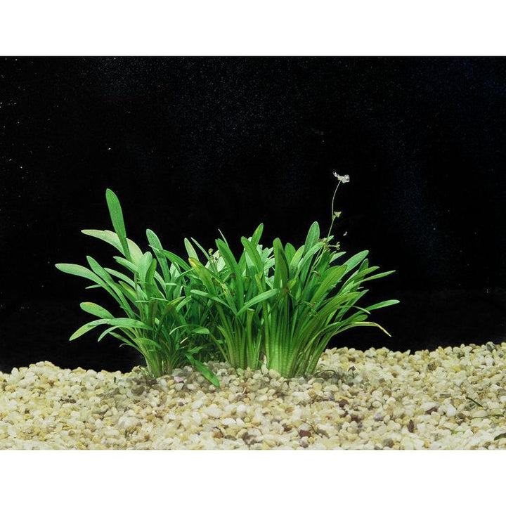 Dwarf Sag (Sagittaria Subulata)