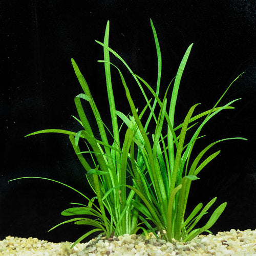 Dwarf Sag (Sagittaria Subulata)