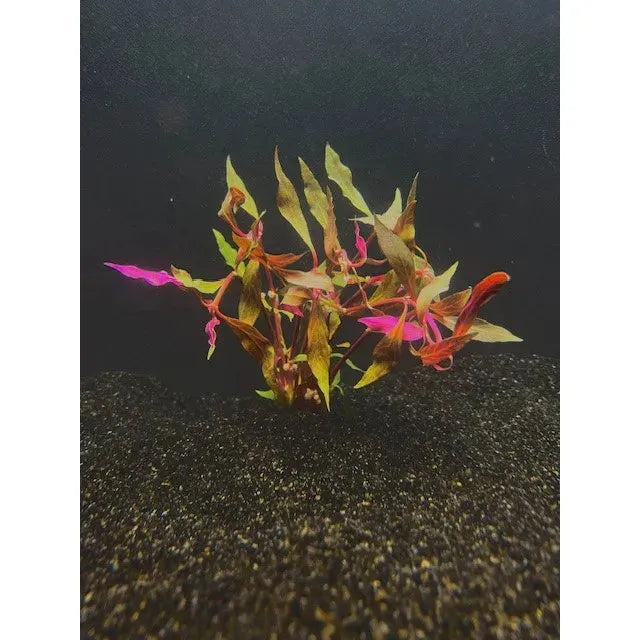 Scarlet Temple Variegated (Alternanthera reineckii var Rosanervig)